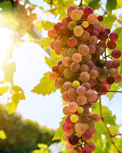 autumn coloured grapes growing on vine