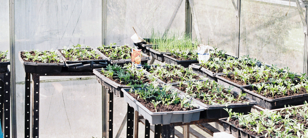 greenhouse seed trays