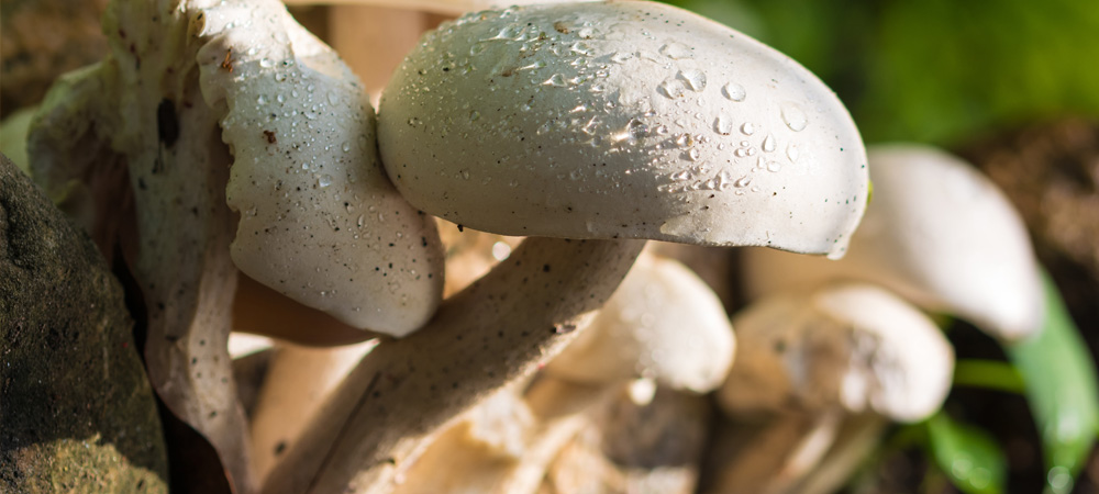 mushrooms growing on ground