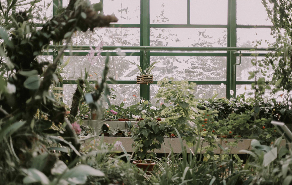 plants growing in greenhouse