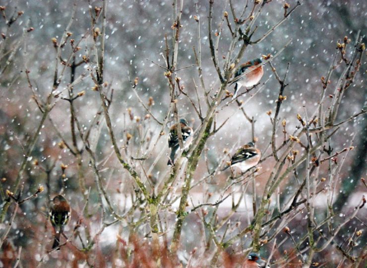 bullfinch in snow