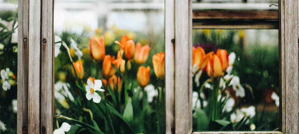 wooden greenhouse with tulips in window