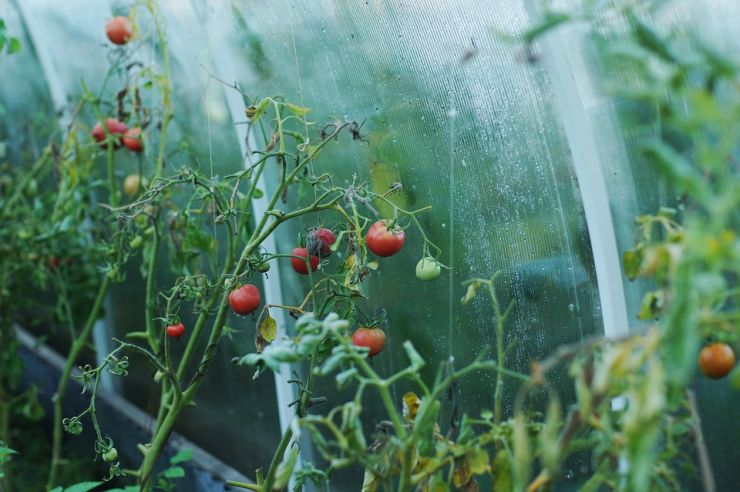 tomatoes in a growbag