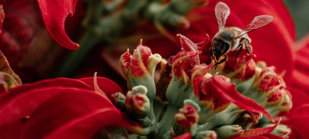 bee on red pointsettia