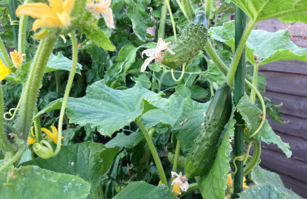 cucumber plants growing outdoors