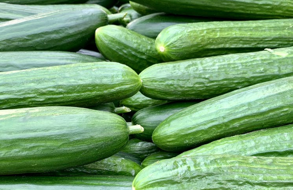 How to Grow Cucumbers