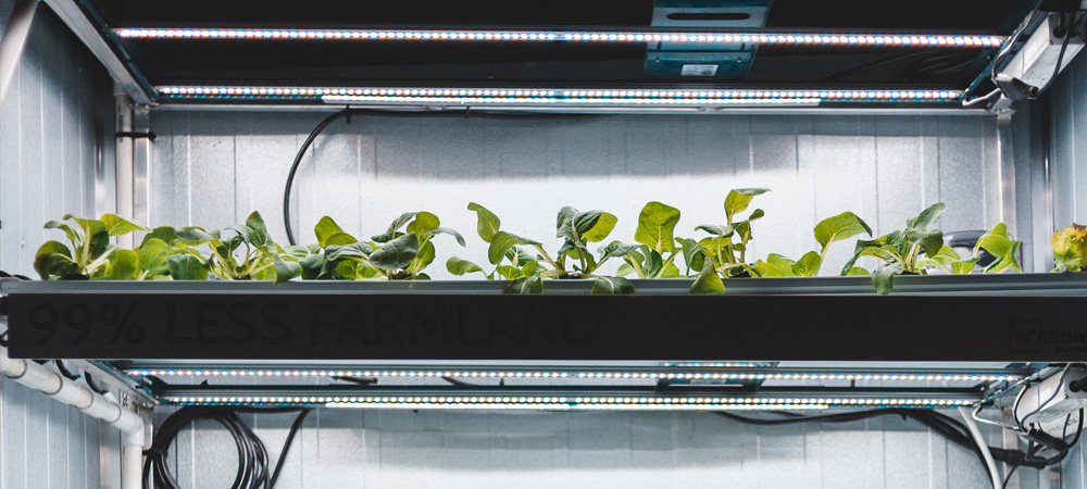 growing vegetables under grow lights