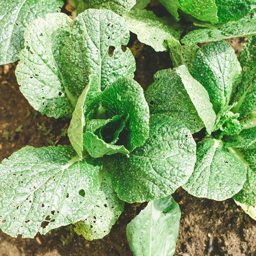 lettuce plant in ground