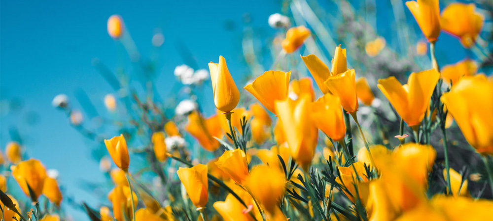 How to Grow Plants in a Greenhouse in Summer