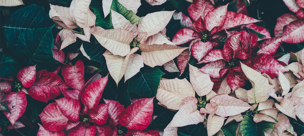 pink and cream pointsettia