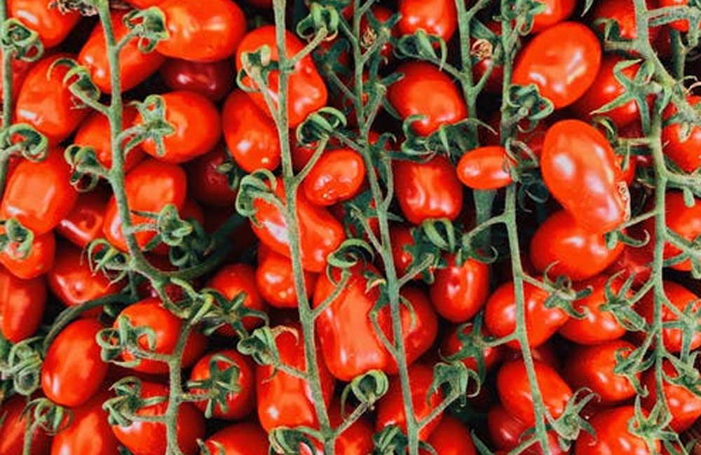 plum tomatoes on vine