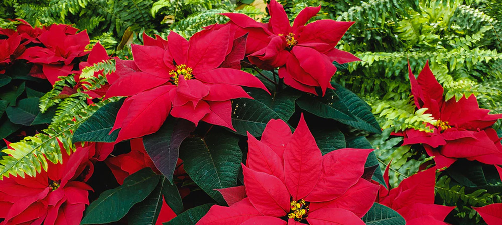 red pointsettia