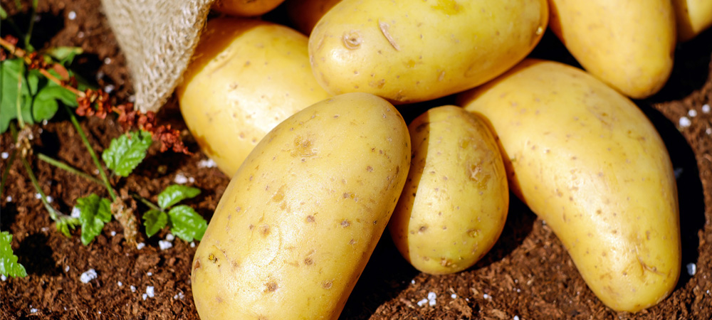 potatoes on soil