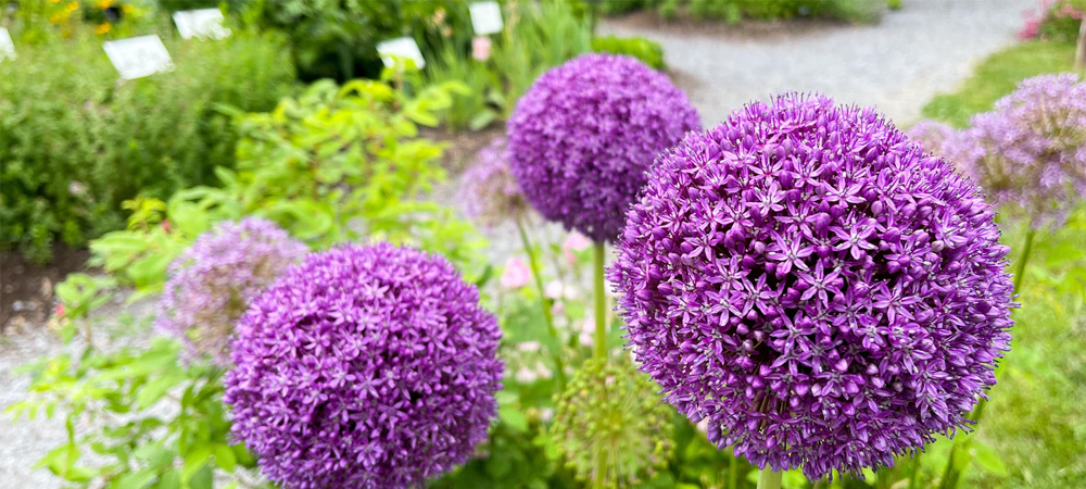 purple allium gladiators in bloom