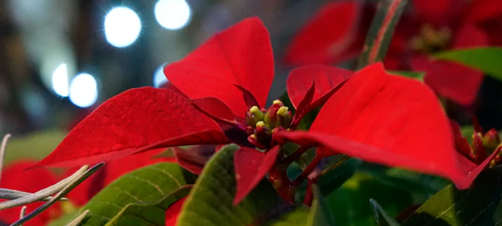 How to Grow Poinsettias in a Greenhouse