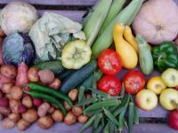 Growing the Green Stuff in Your 6x4 Greenhouse