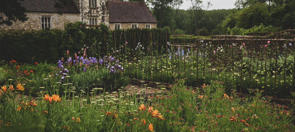 allotment with lovely flowers