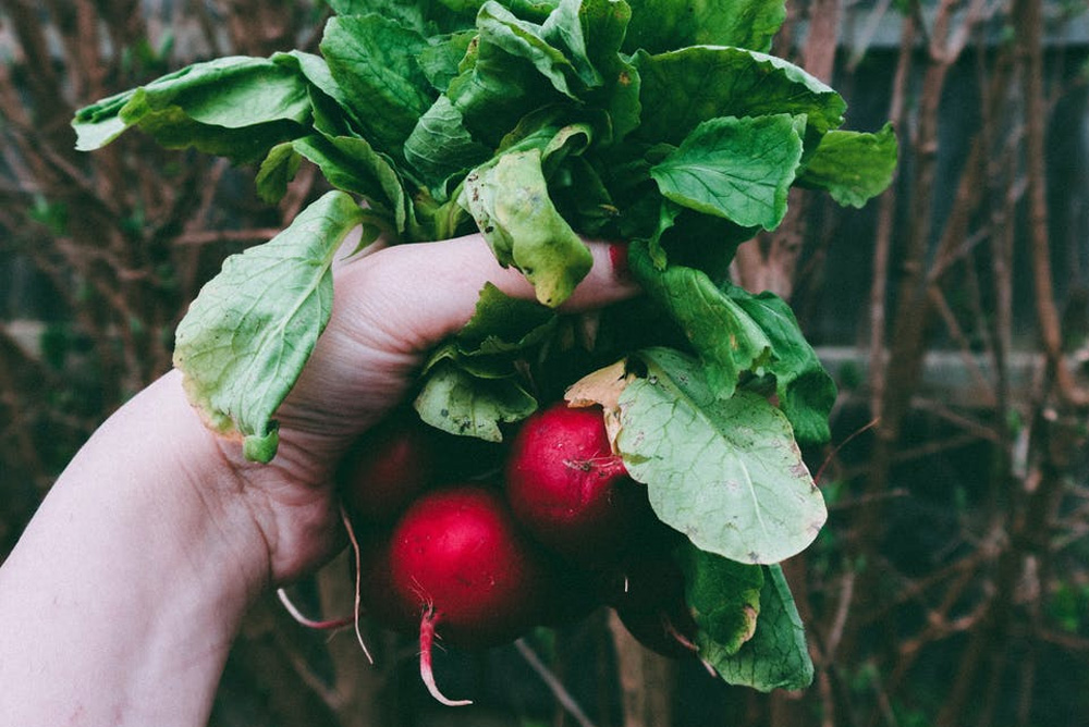 What Vegetables to Grow in a Greenhouse for Beginners