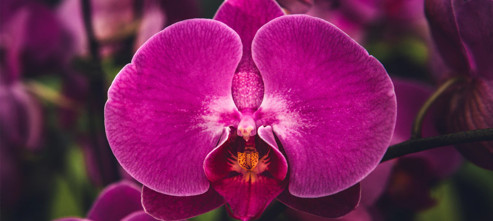 bright pink orchid flower