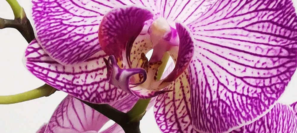bright purple orchid flower