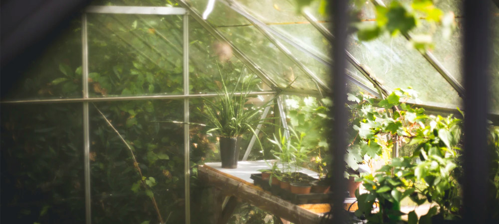 greenhouse in the moonlight