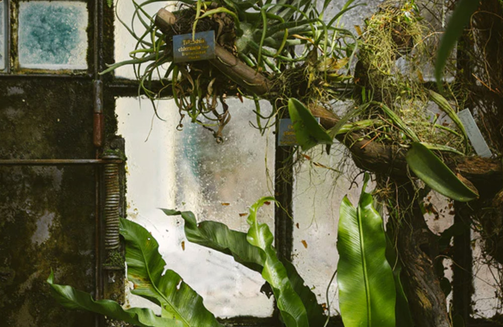 Greenhouse Cleaning
