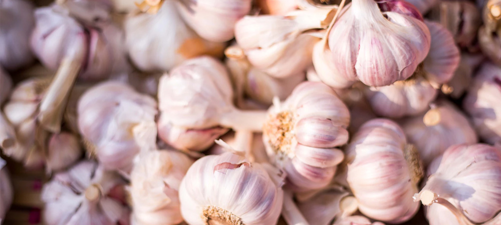 How to Grow Garlic in a Greenhouse