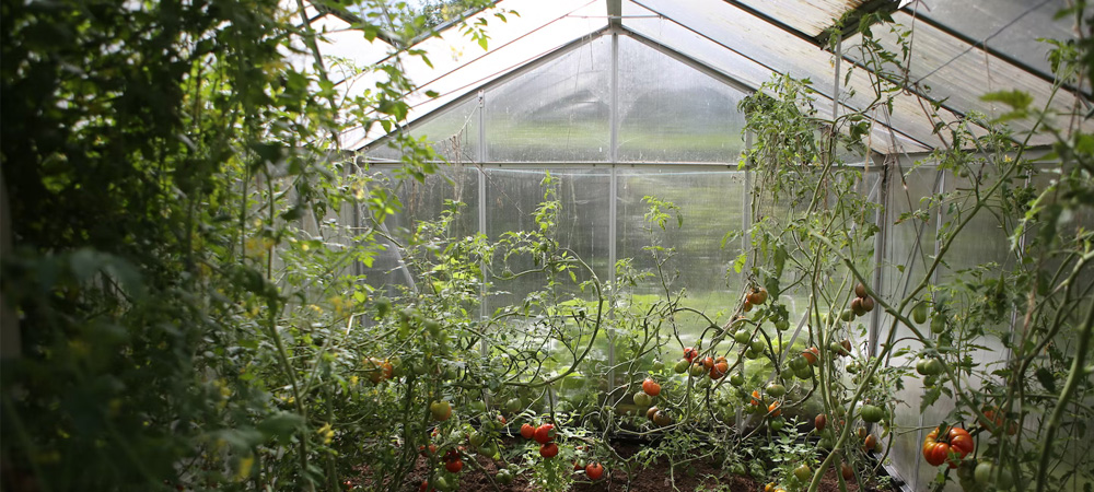 greenhouse glazing close-up