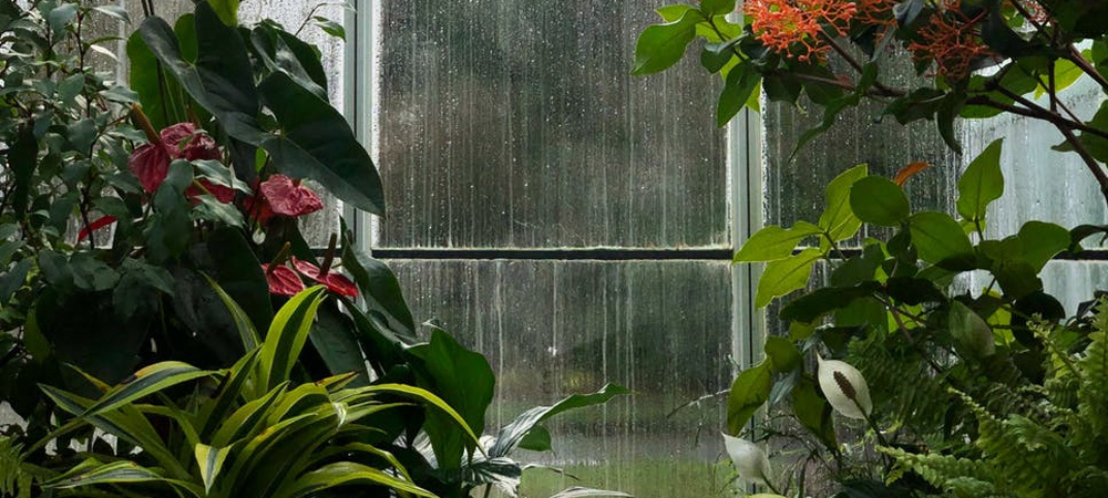 greenhouse in the rain