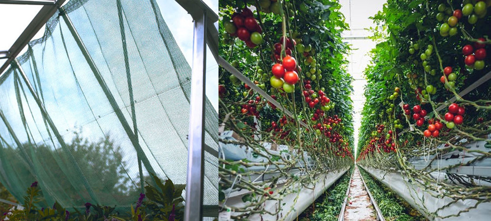 greenhouse indoor shading