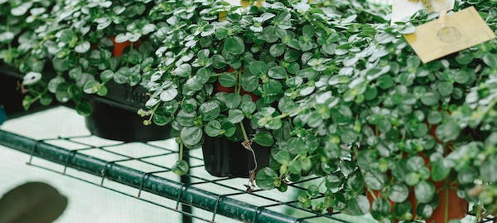 Greenhouse Shelving Ideas to Show Off Your Plants