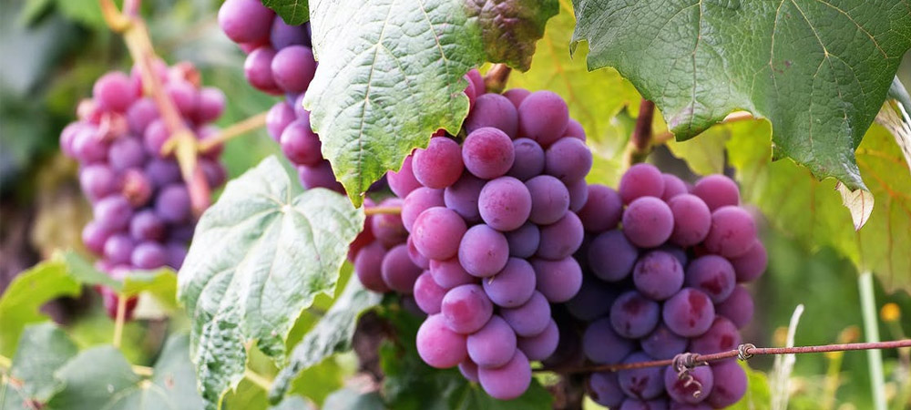 How To Grow Grapes In A Greenhouse In The Uk