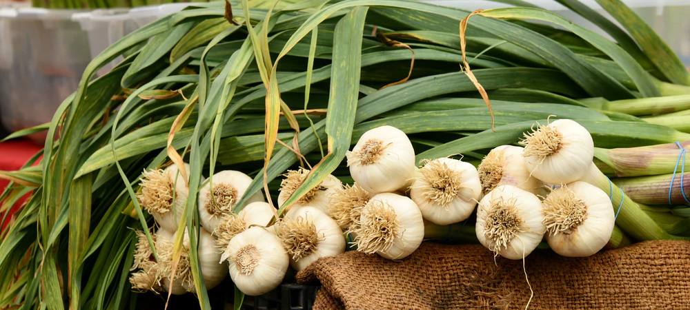 harvest garlic plants