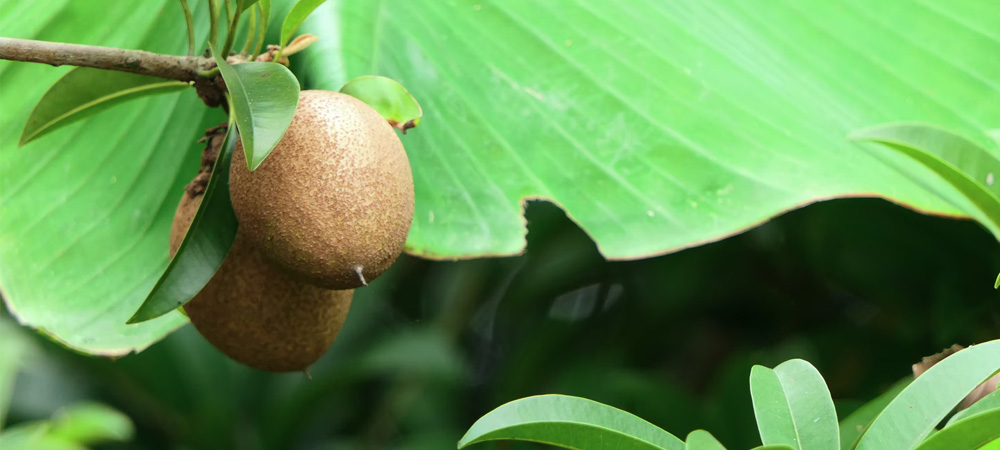 kiwi fruit growing