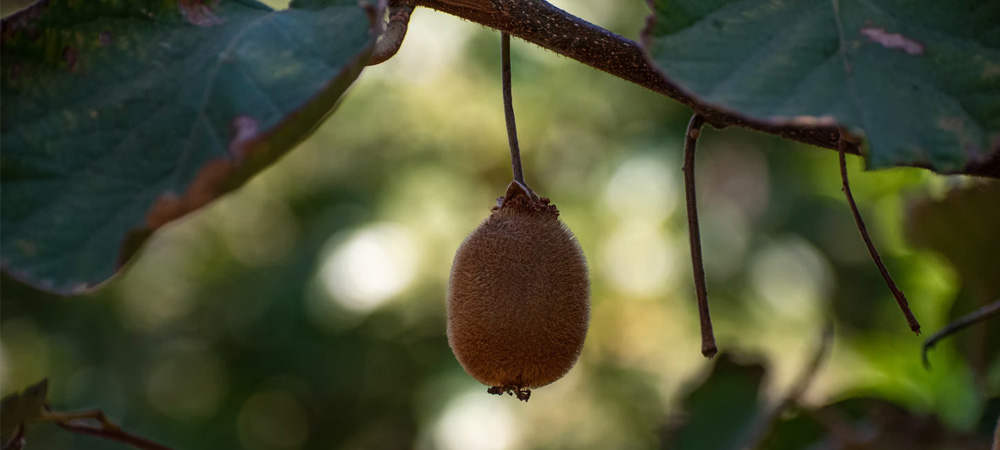 How to Grow Kiwi Fruit in a Greenhouse