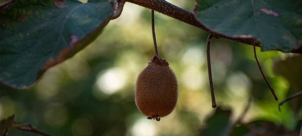 kiwi fruit on plant