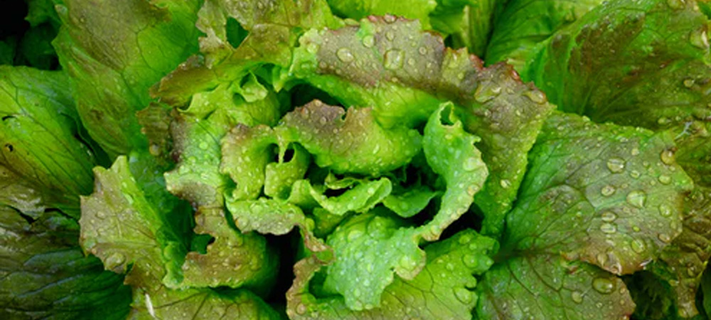 large green lettuce in ground