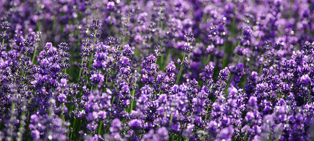 lavender flowers