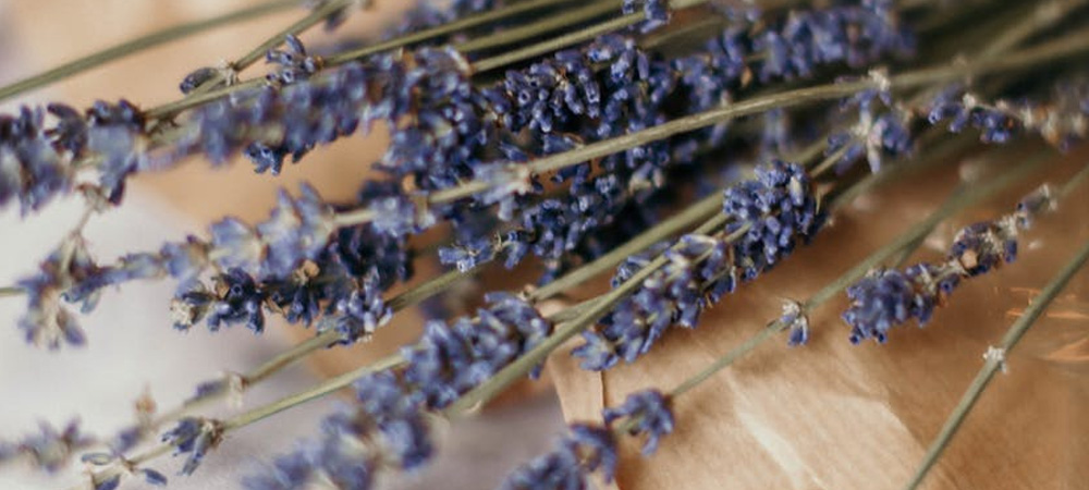 lavender stalks