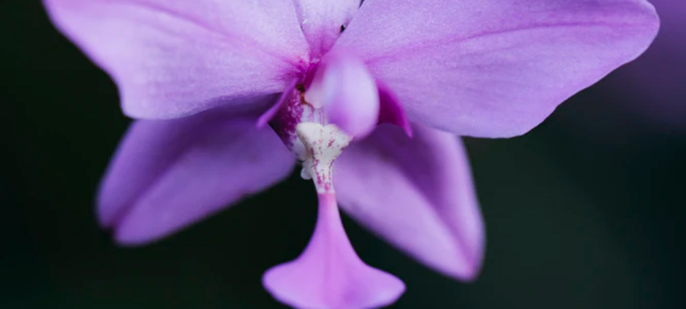 lilac orchid flower