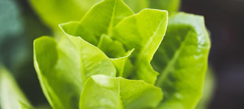 little gem lettuce