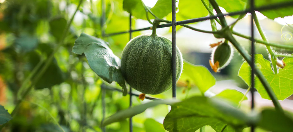 melon growing on vine