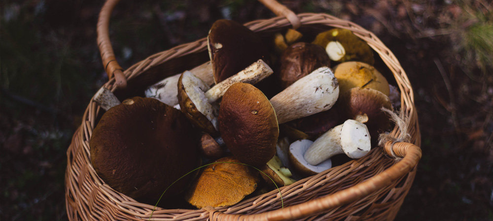 mushrooms harvested in basket