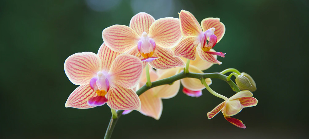 orange and yellow orchid