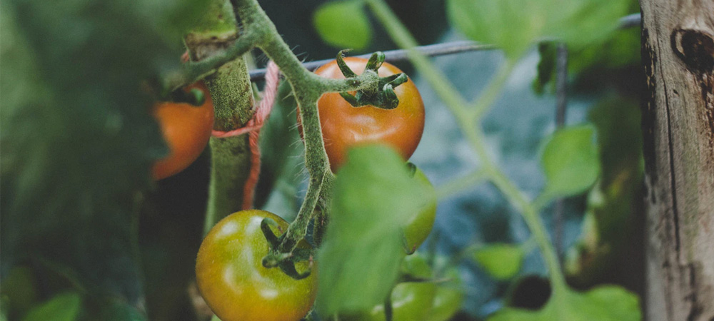 orange cherry tomatoes on the vine