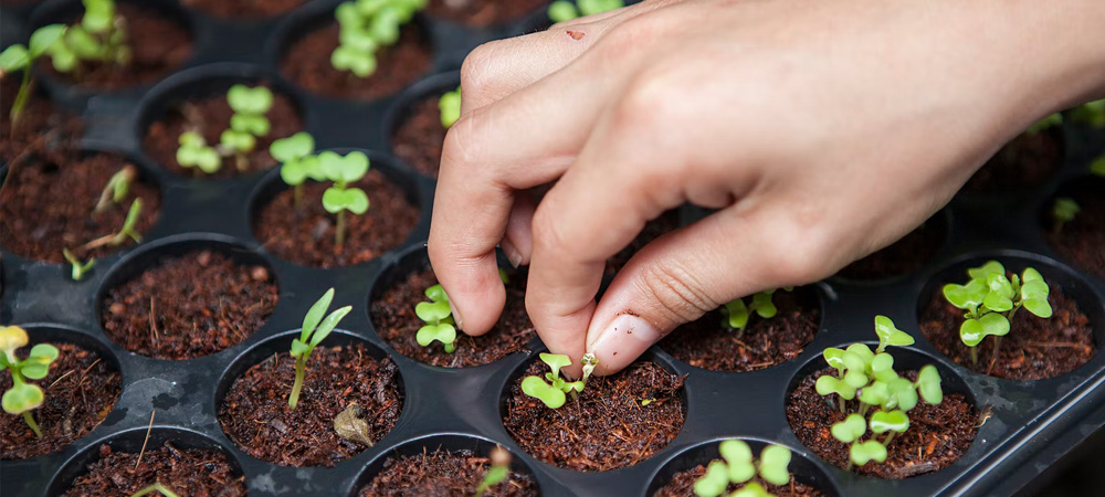 pricking out plants