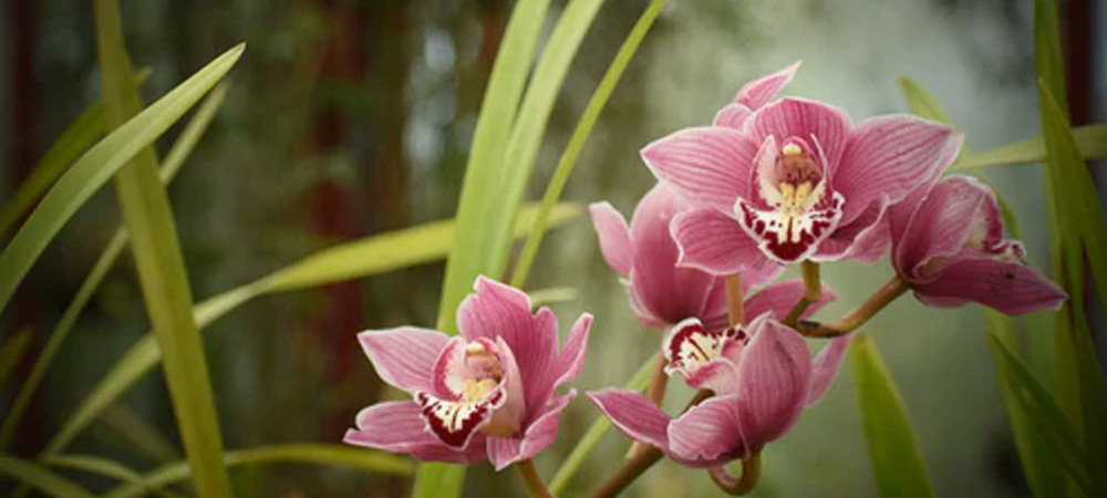 pink orchid in grass