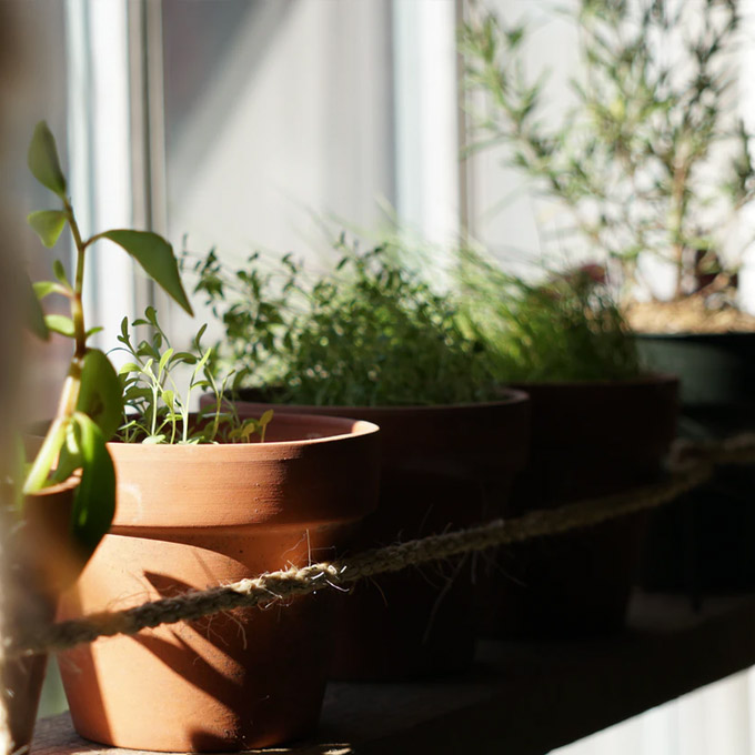 How to Organise Your Potting Shed