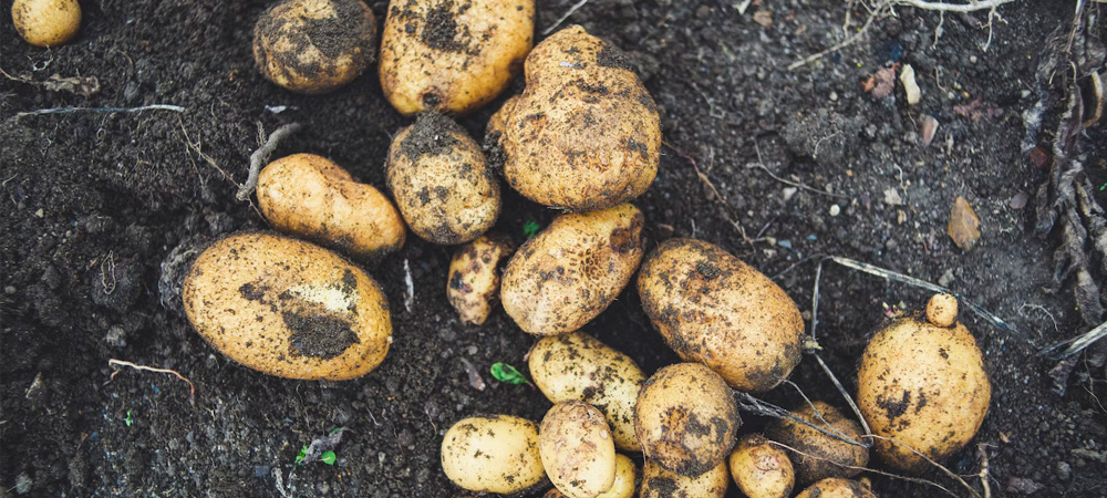 potatoes in ground