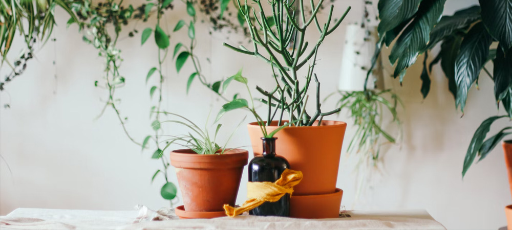 When To Punch Out Plants & When To Avoid It